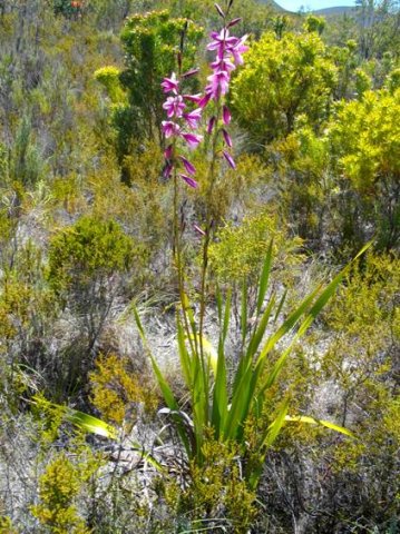 Watsonia